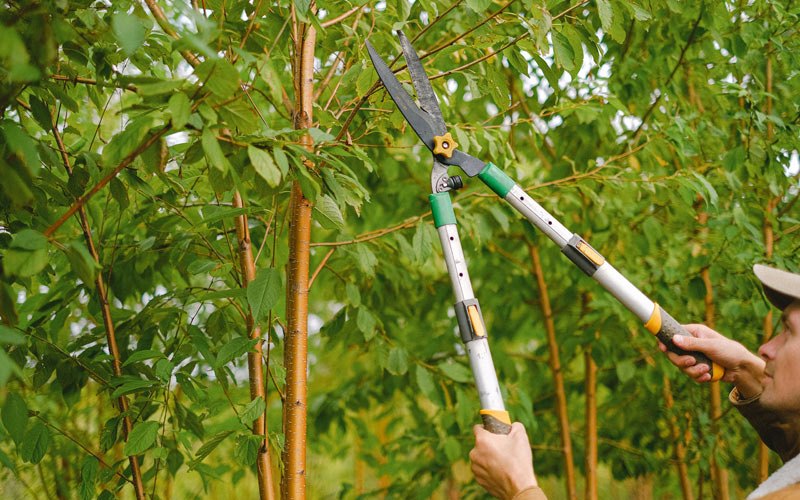 Tree trimming in Columbia City, OR